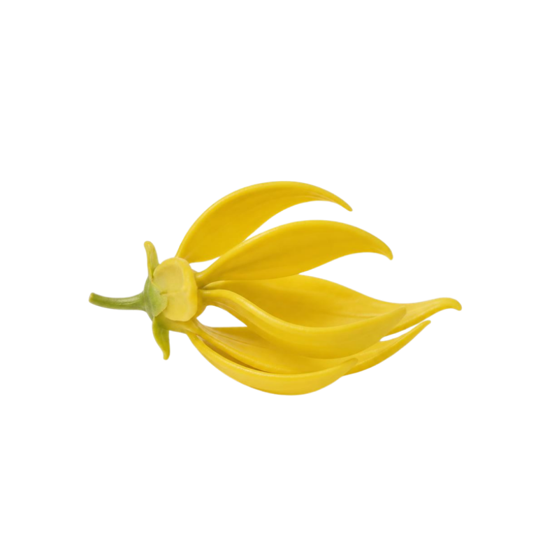 Ylang ylang